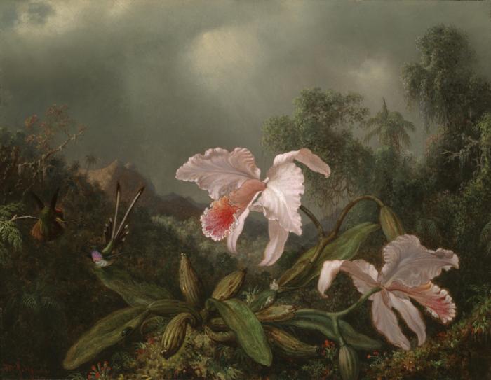 Martin Johnson Heade Jungle Orchids and Hummingbirds Sweden oil painting art